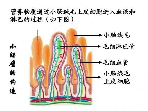 三大营养物质代谢
