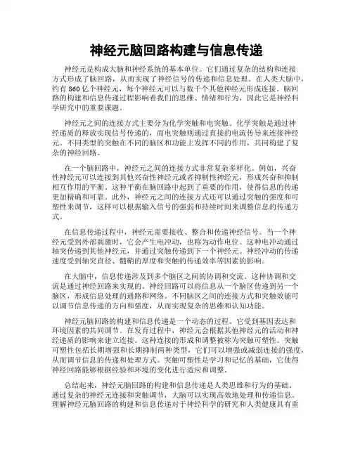 神经元脑回路构建与信息传递