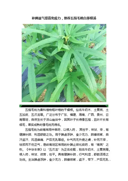 补脾益气提高免疫力，推荐五指毛桃白茅根汤