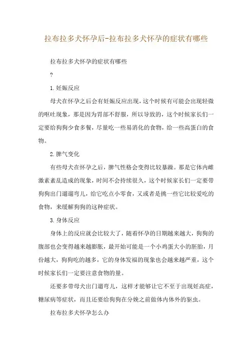 拉布拉多犬怀孕后-拉布拉多犬怀孕的症状有哪些