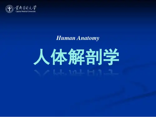 【课件-系统解剖学】_01 绪论 运动系总论_首都医科大学