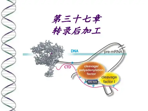 第三十七章 转录后加工