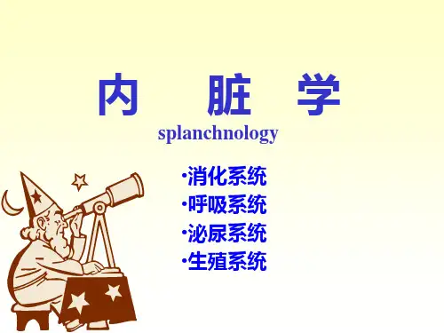 1系统解剖学精品  第一章 内脏学概论 消化系统消化管PPT课件