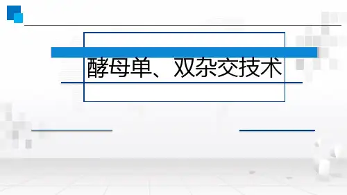 酵母单、双杂交PPT