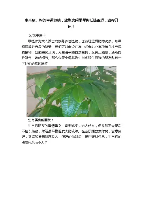 生肖猪、狗的幸运绿植，放到房间里帮你抵挡霉运，助你开运！
