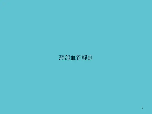 颈部血管解剖资料课件