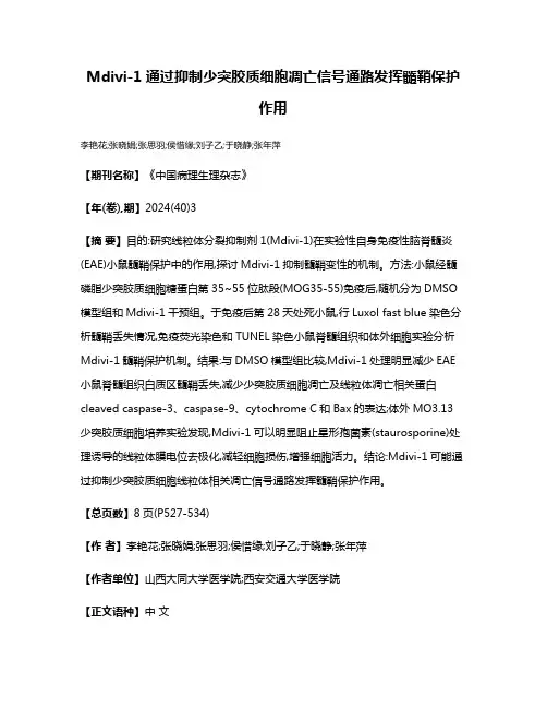 Mdivi-1通过抑制少突胶质细胞凋亡信号通路发挥髓鞘保护作用