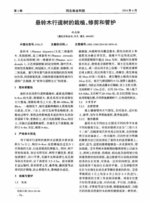 悬铃木行道树的栽植、修剪和管护