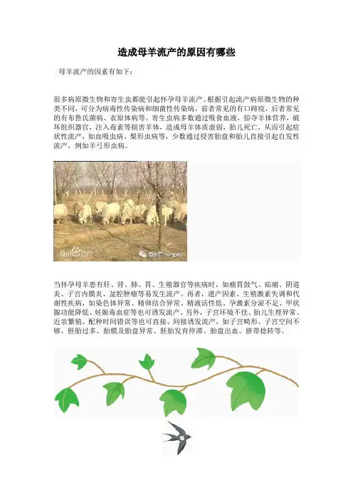 造成母羊流产的原因有哪些