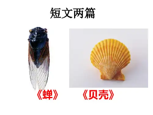 短文两篇《蝉》《贝壳》ppt课件(34页)