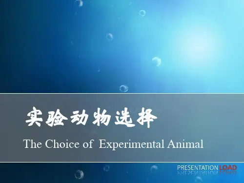 实验动物选择