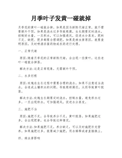 月季叶子发黄一碰就掉