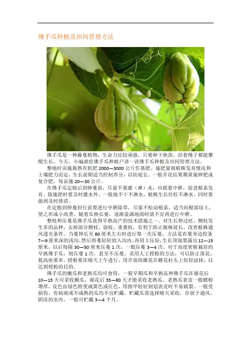 佛手瓜种植及田间管理方法