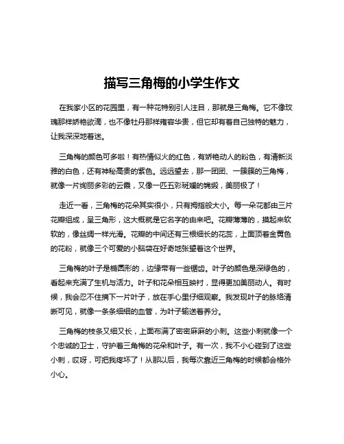 描写三角梅的小学生作文