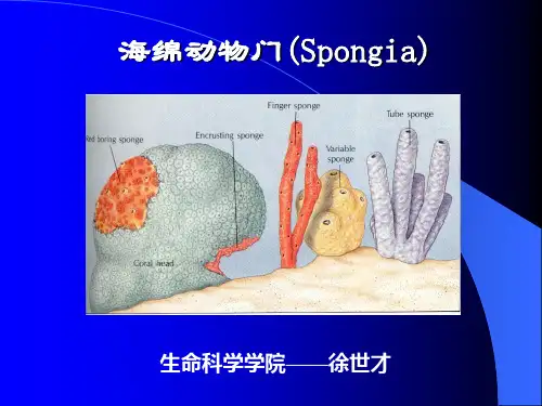 海绵动物门