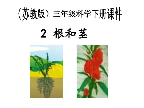 苏教版三年级科学下册第二单元《根和茎》课件