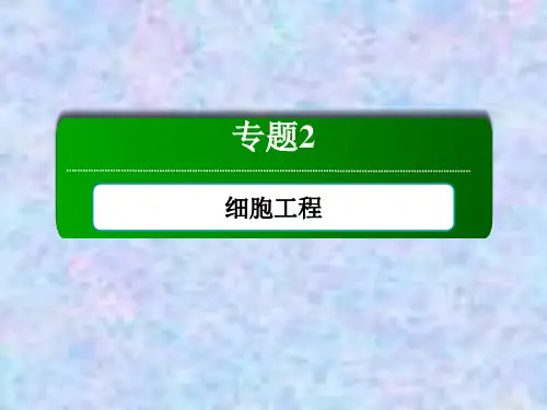 2020-2021学年生物人教版选修3课件：2-1-2 植物细胞工程的实际应用 