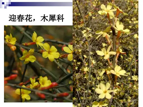 美丽的植物世界100张植物图片