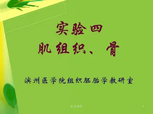 组织学与胚胎学实验--肌组织、骨 PPT课件