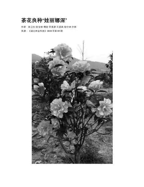 茶花良种‘娃丽娜深’