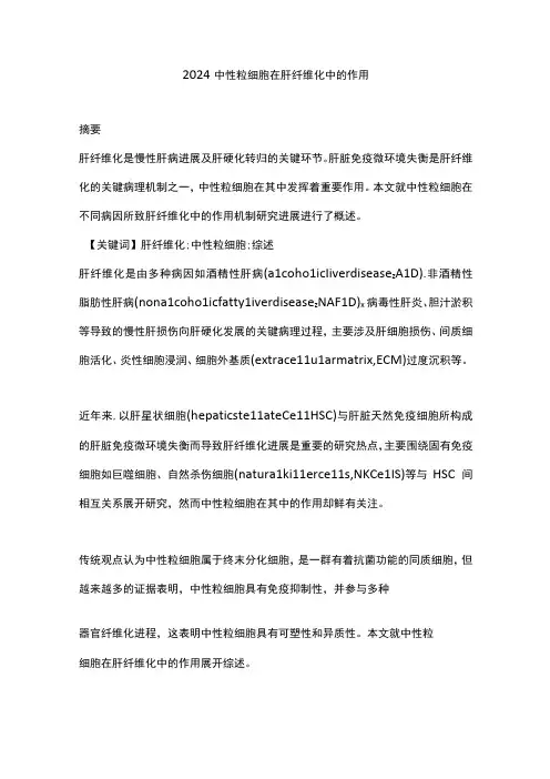 2024中性粒细胞在肝纤维化中的作用