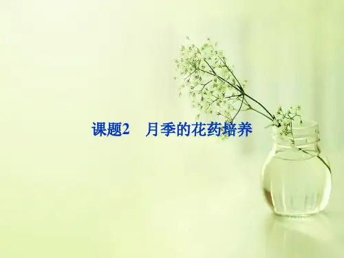 月季的花药培养PPT教学课件