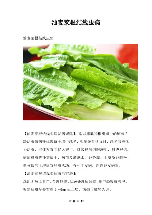 油麦菜根结线虫病