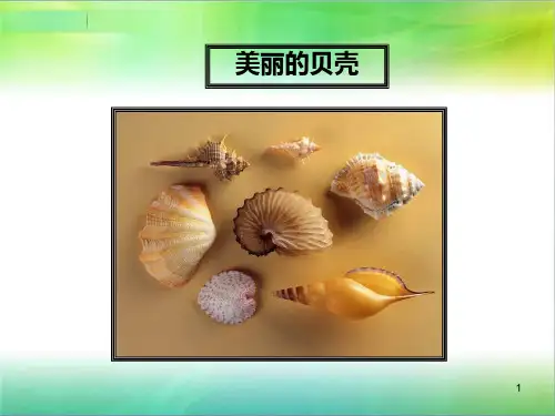 席慕容《贝壳》PPT课件
