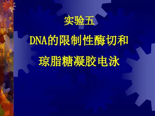 05 实验五  DNA的限制性酶切和琼脂糖凝胶电泳(λ DNA,Hind III)(考核15%)