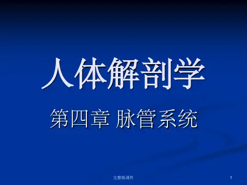 人体解剖学脉管系统-动脉系统ppt课件