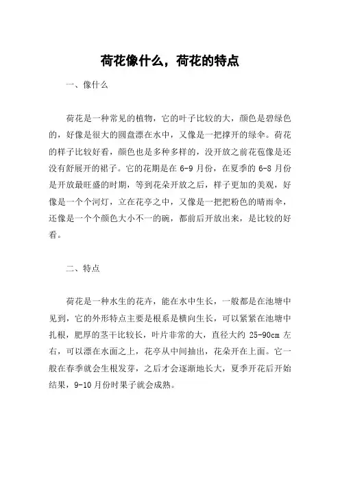 荷花像什么,荷花的特点