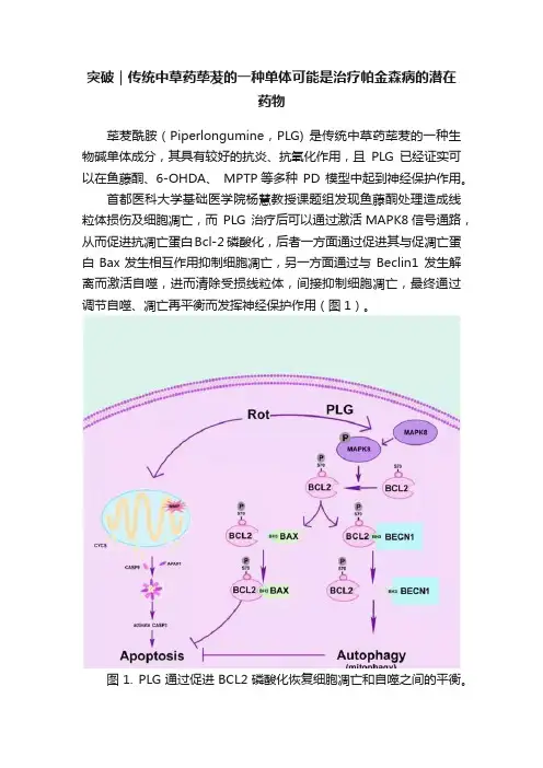 突破｜传统中草药荜茇的一种单体可能是治疗帕金森病的潜在药物