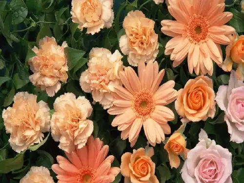 公开课《花钟》PPT课件