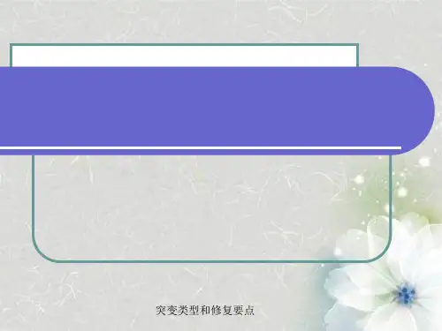 突变类型与修复要点