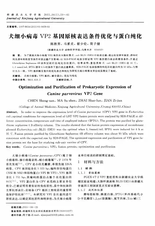 犬细小病毒VP2基因原核表达条件优化与蛋白纯化