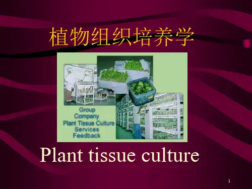 植物组织培养学PPT课件