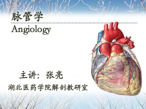 10-03-脉管学总论、心动脉