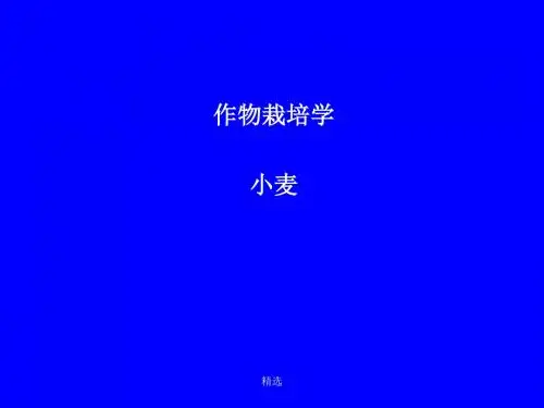 新版小麦栽培学课件课件.ppt