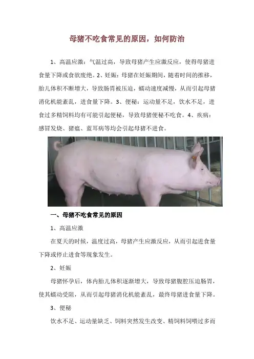 母猪不吃食常见的原因,如何防治