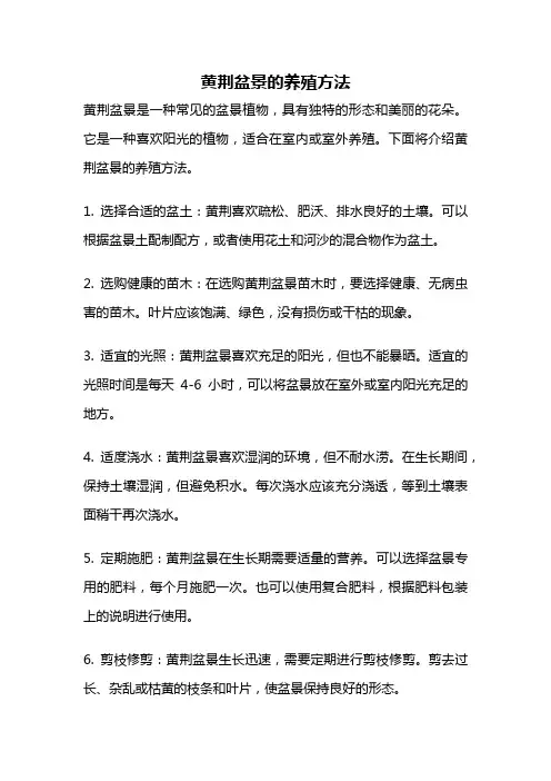 黄荆盆景的养殖方法