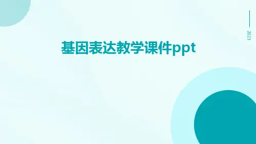 基因表达教学课件ppt