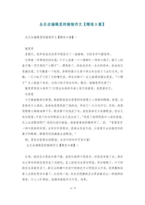生长在墙缝里的植物作文【精选9篇】