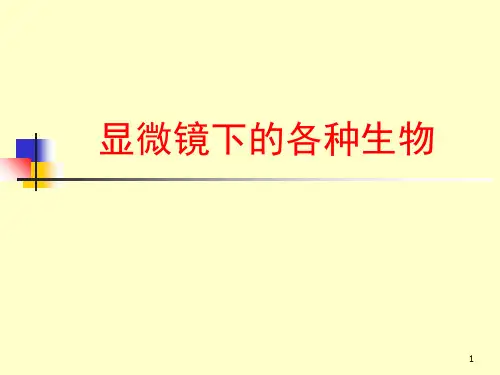 显微镜下的各种生物  公开课(课堂PPT)