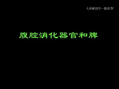 腹膜脏器及血管(二)
