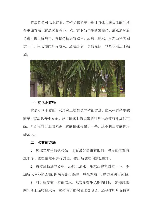 罗汉竹可以水养吗