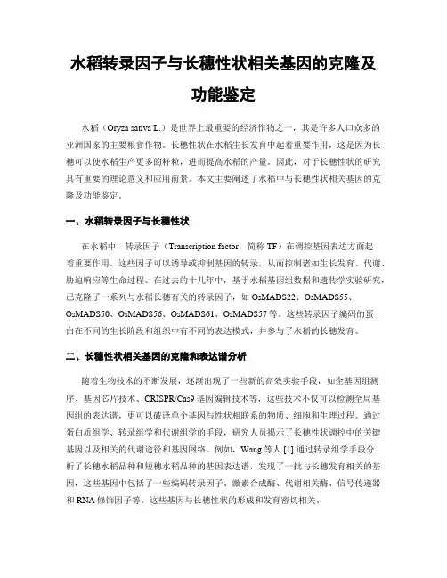 水稻转录因子与长穗性状相关基因的克隆及功能鉴定