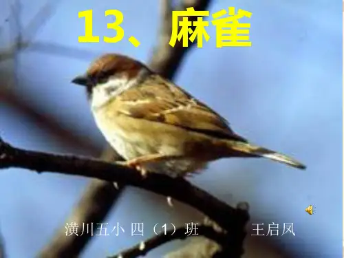 四年级语文上册_麻雀_语文S版PPT课件