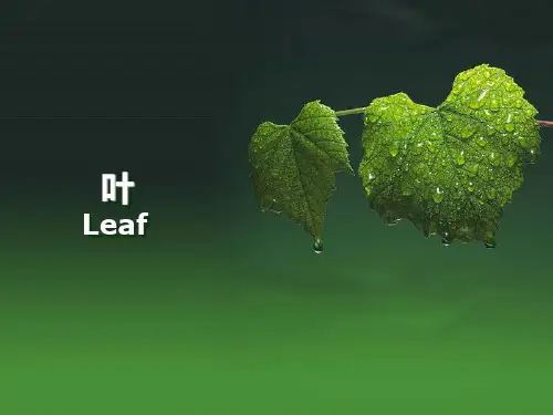 第五章叶的形态与结构ppt课件