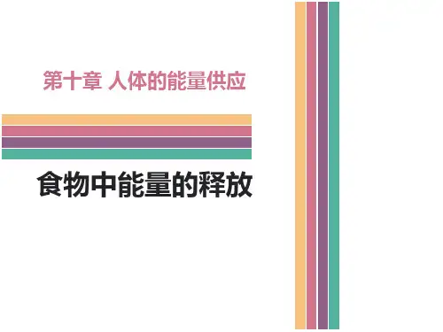 《食物中能量的释放》北师大版七年级生物下册课件PPT(6篇)