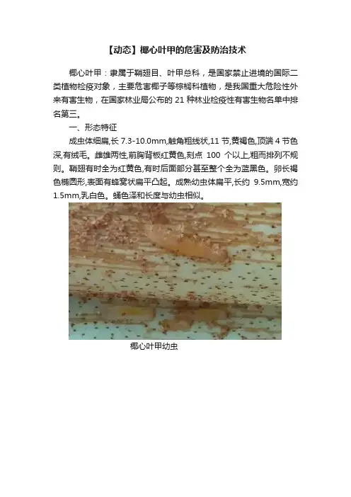 【动态】椰心叶甲的危害及防治技术